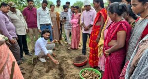 धमतरी का ‘नगरी’ बनेगा हल्दी उत्पादन का नया हब: 250 किसानों ने थामा वैज्ञानिक खेती का हाथ, 250 टन पैदावार का लक्ष्य