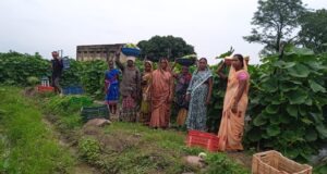 बिहान से बदली राह 35 महिला किसानों ने 600 क्विंटल सब्जी उगाकर लिखी सफलता की नई कहानी